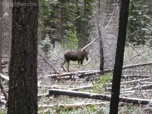 A young bull moose to the side of the trail by the trail head.